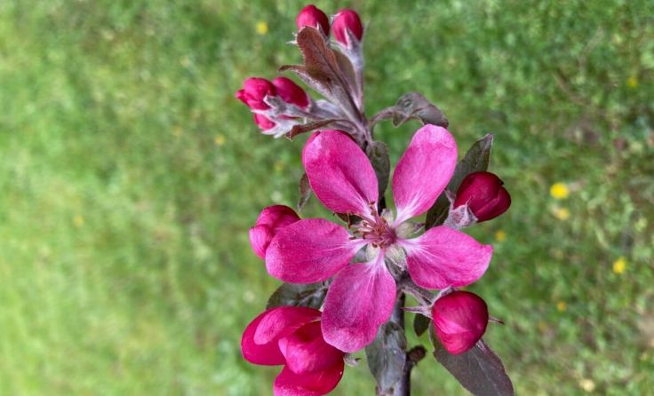 Der Verein Hortus gibt einen Einblick in den Sortengarten. (Foto: Verein Hortus)