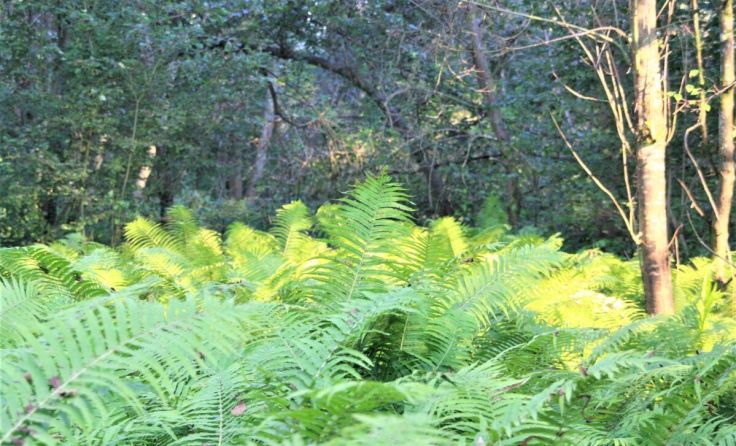 Wurmfarne fühlen sich im Wald besonders wohl. (Foto: Claudia Schmidt)