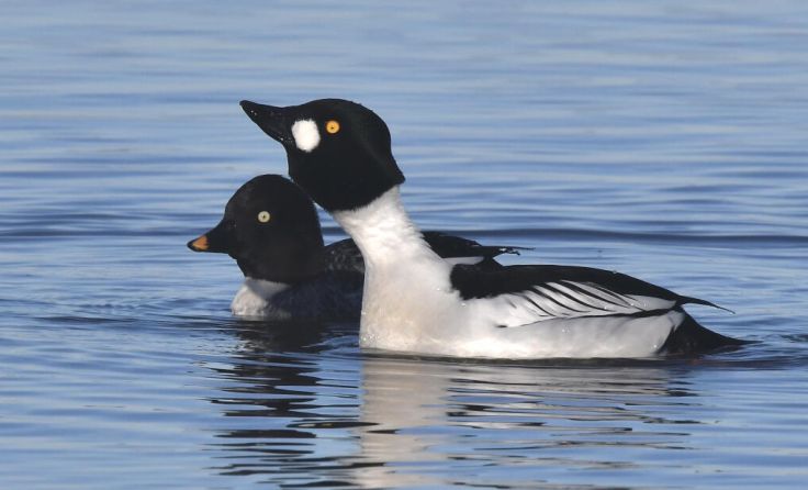 Schellenten überwintern am Inn. (Foto: Lothar Röttenbacher)