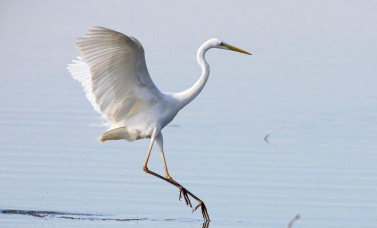 Silberreiher sind häufig Wintergäste am Unteren Inn. (Foto: Lothar Röttenbacher)