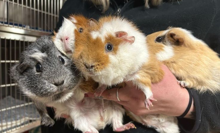 Die Meerschweinchen sind jetzt bei der Pfotenhilfe in Lochen. (Foto: Pfotenhilfe)
