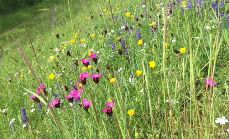 Bei der Wanderung wird altes Pflanzenwissen weitergegeben. (Foto: Annegret Ritzinger)