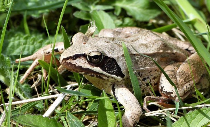 Ein heimisches Reptil ist beispielsweise der Laubfrosch. (Foto: Walter Sage)