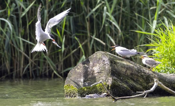 Am Inn sind unter anderem Flussseeschwalben zu sehen. (Foto: Thomas Pumberger)