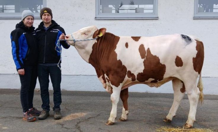 Stier Dolomit wurde von der Besamungsstation gekauft. (Foto: Josef Miesenberger)