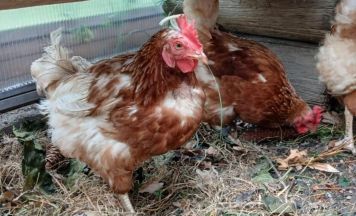 Hühnerretter gesucht: 850 Hühner aus Kopfing brauchen ein neues Zuhause