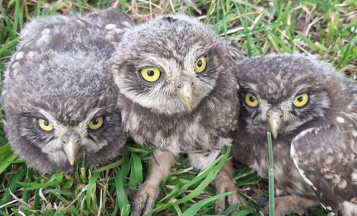 In Dorf an der Pram gibt es Steinkauz-Nachwuchs. (Foto: Franz Stoll)