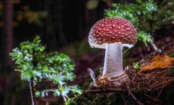 Heimliche Herrscher: Lignorama in Riedau setzt im Jubiläumsjahr Pilze in Szene