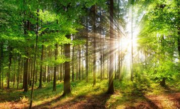 Waldbrandgefahr: Feuerverbot im Bezirk Schärding verhängt