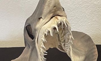 Sanfte Riesen und unheimliche Kreaturen im Schärdinger Stadtmuseum