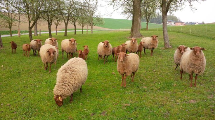 Hoffest und offener Bauernhof bei der Familie Schlöglmann in Sigharting 