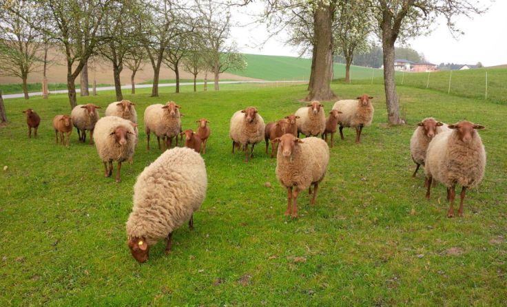 Die Familie Schlöglmann hält Schafe und betreibt Imkerei. (Foto: OÖ Bauernbund)