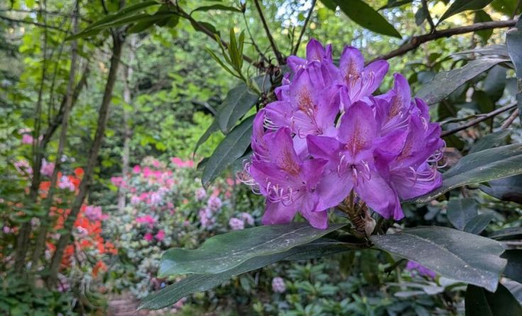Das Arboretum bietet den Besuchern eine Blütenpracht. (Foto: Melanie Hötzeneder)