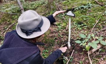 Wanderung gibt Einblick in die Welt der Pilze in Riedau