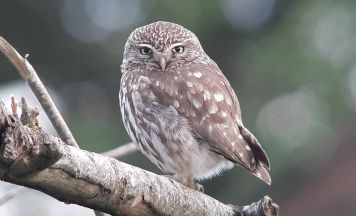 Von Wildbienen bis zum Steinkauz: Herbstprogramm des Naturschutzbundes Schärding