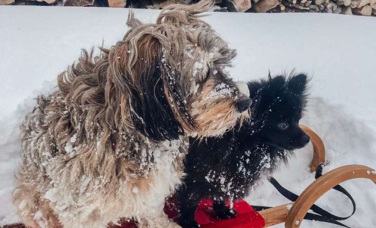Hunde sollten an Silvester angeleint werden, damit sie nicht weglaufen. Foto: privat