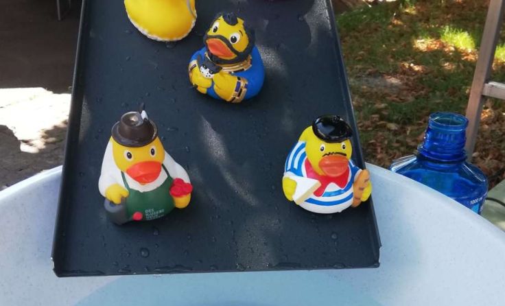 Die Enten haben ein Extratraining absolviert. Foto: Lions Club Bad Ischl