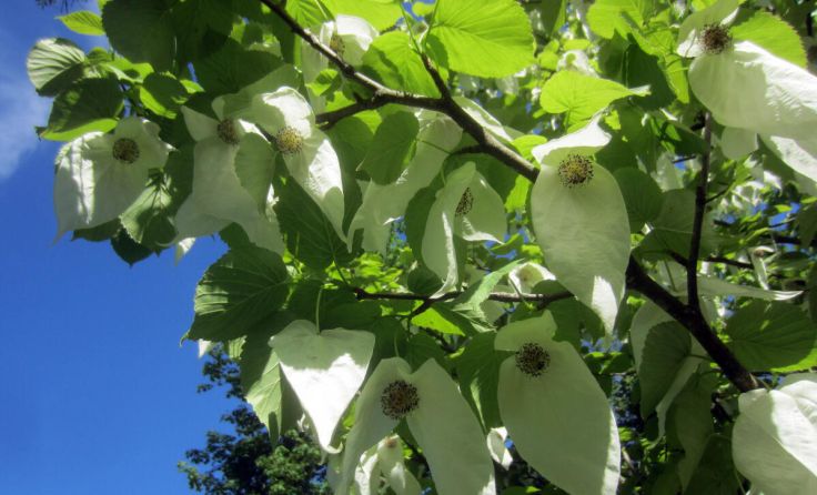 Taschentuchbaum (Foto: Marktgemeinde Frankenburg)
