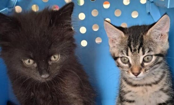  (Foto: Österreichischer Tierschutzverein (ÖTV))