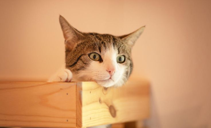 Luki (Foto: Österreichischer Tierschutzverein (ÖTV))