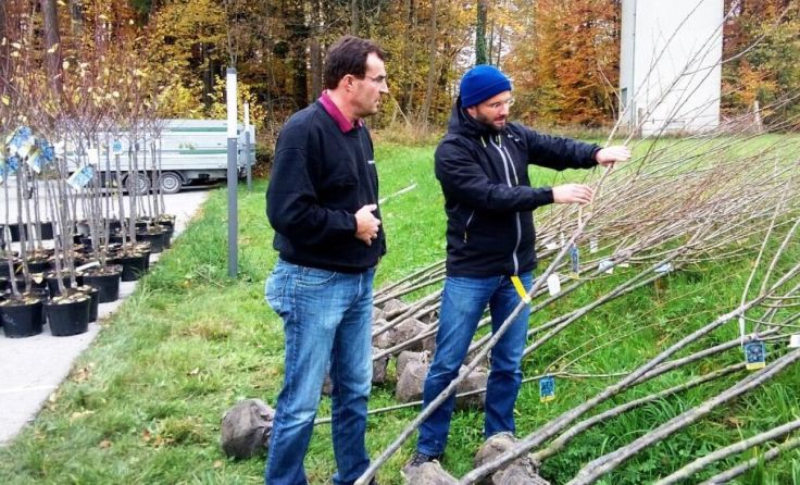 Ausgabe der Obstbäume (Foto: NUPAT)