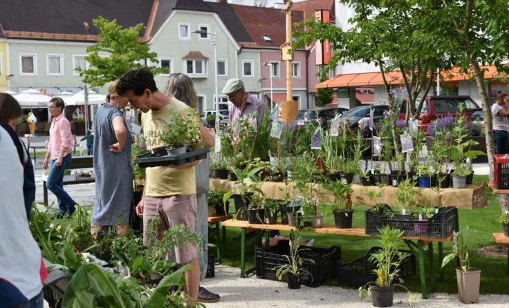 Pflanzerlmarkt in Attnang-Puchheim (Foto: Stadtgemeinde Attnang-Puchheim)