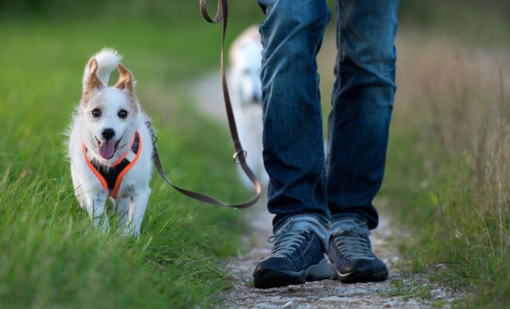 Durch die Aktion können Sackerl unterwegs entsorgt werden. (Foto: DoraZett/stock.adobe.com)