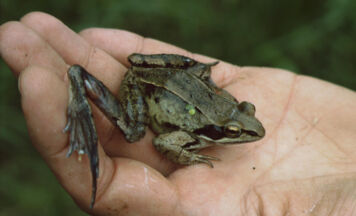 Naturschutzbund ruft zum Froschklauben auf