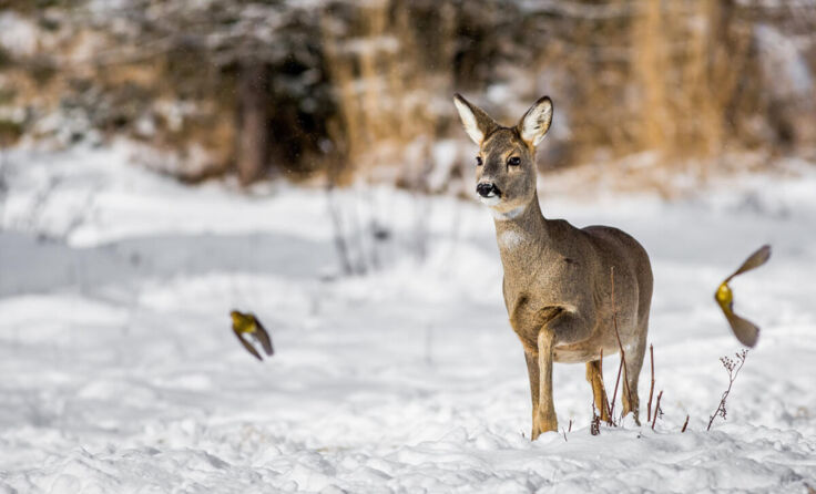 Reh im Schnee (Foto: WildMedia/stock.adobe.com)