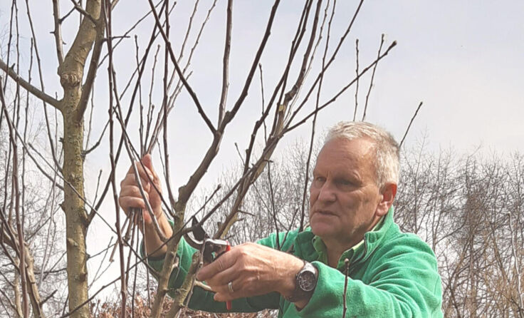 Willi Frickh beim Schnitt eines Apfelbaums (Foto: Peter Treibenreif)