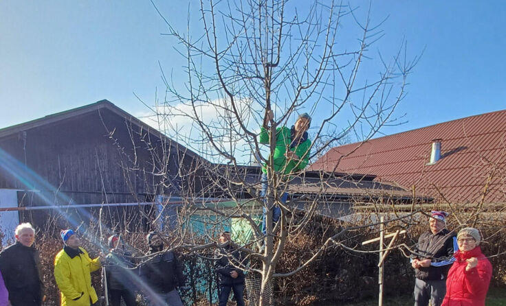 Baumschnittkurs, hier beim Siedlerverein Hausruckwald (Foto: Siedlerverein)