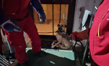 Vermisster Hund Olli nach Wochen in Vöcklabruck gerettet