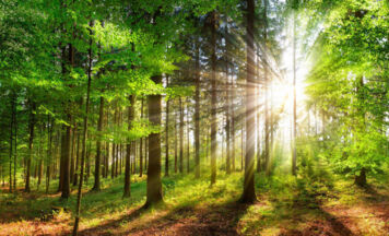 Strenges Feuerverbot in Wäldern des Bezirks Vöcklabruck