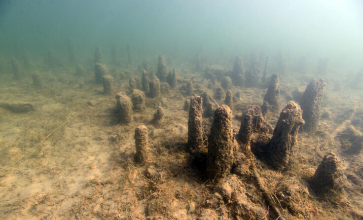 Pfahlfeld im Mondsee (Foto: Kuratorium Pfahlbauten - Henrik Pohl)