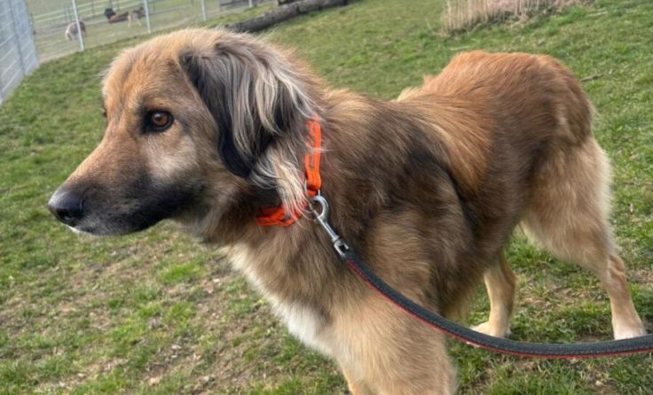 Frosty braucht Unterstützung (Foto: Tierheim)