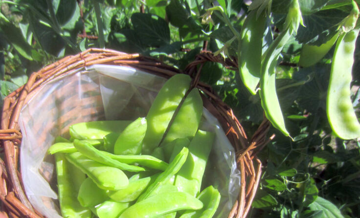 Erbsen ernten und gleichzeitig den Boden düngen (Foto: Willi Frickh)