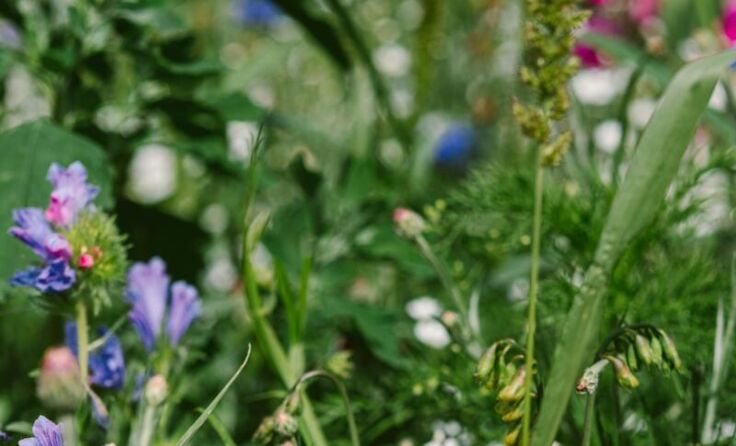 Wildpflanzen (Foto: pexels.com)