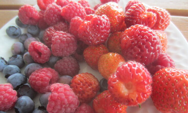Gartenbeeren (Foto: Willi Frickh)