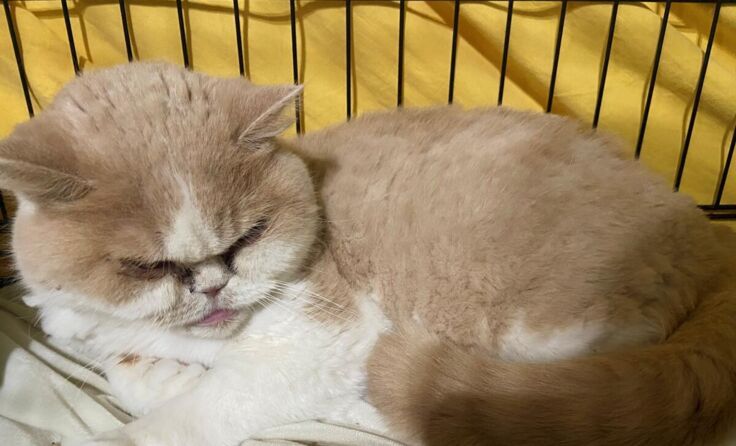 Die beiden Katzen wurden in Frankenburg ausgesetzt. (Foto: Tierschutzverein)