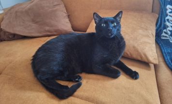 Kater Bärli sucht ein neues Zuhause