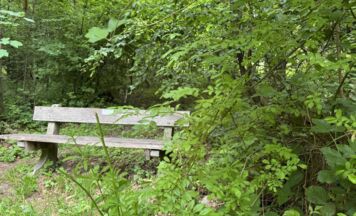Waldpark in Mondsee soll neu aufblühen