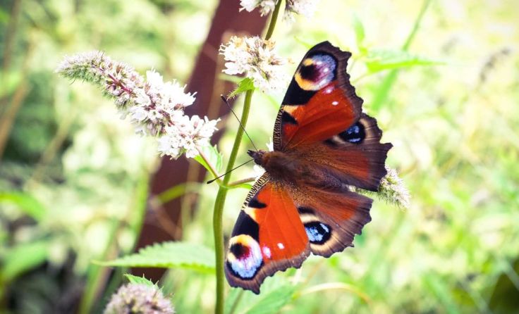 Tagpfauenauge in der NaturFoto: ArtYouAre/Shutterstock.com