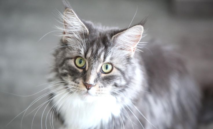 Sieben Katzen wurden in Leonding vergiftet. (Foto: Volker Weihbold)
