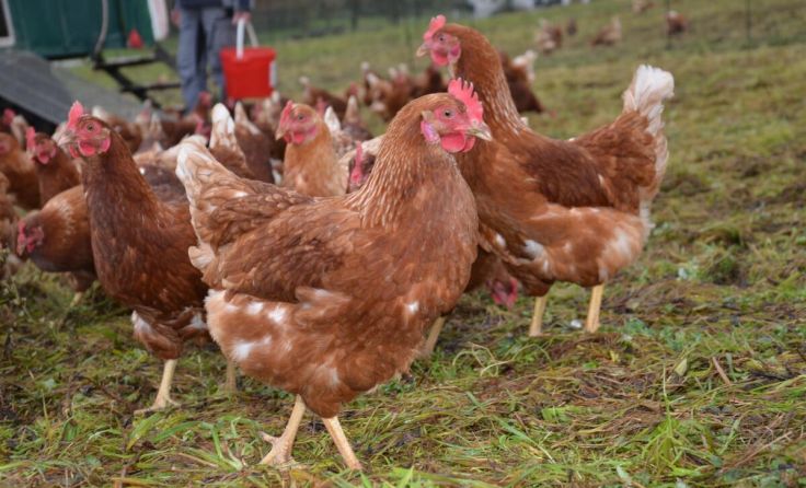 Die Futterversorgung ist derzeit ein großes Problem in der Landwirtschaft. (Foto: LK OÖ)