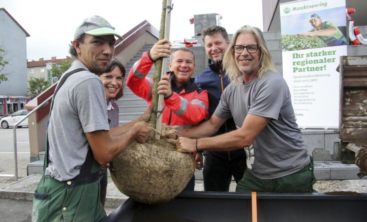 Gemeinsam werden die Bäume gesetzt. (Foto: Stadt Ansfelden / G. Kraftschik)
