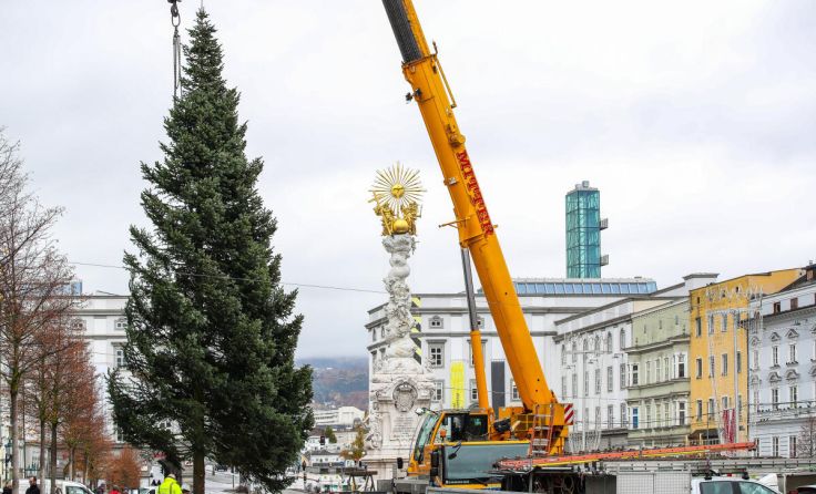 Vergangenes Jahr kam der Linzer Weihnachtsbaum aus Aigen-Schlägl. (Foto: Volker Weihbold)