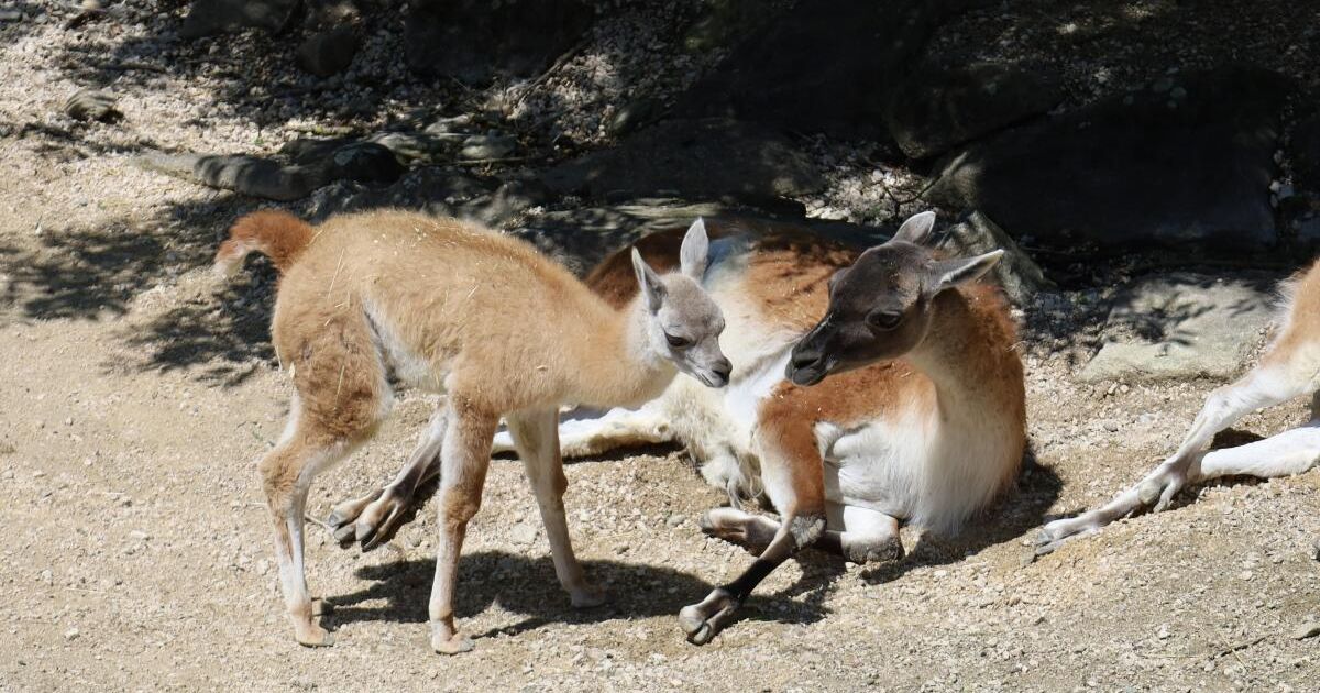 nachwuchs im zoo 8 buchstaben