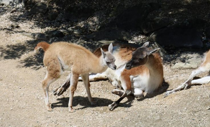 Nachwuchs bei den Guanakos (Foto: Zoo Linz)