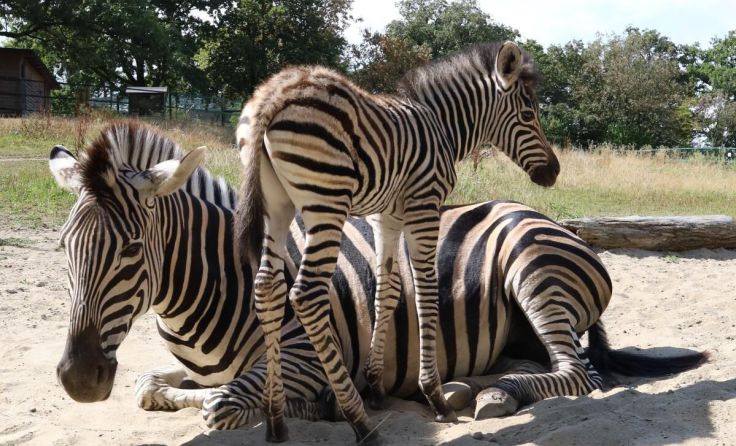 Bei den Chapman-Zebras im Zoo Linz gibt es Nachwuchs. (Foto: Zoo Linz)