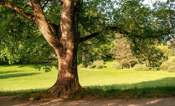 Im Heilhamer Park werden Baumpflegearbeiten durchgeführt. (Foto: Ralf Punkenhofer/stock.adobe.com)